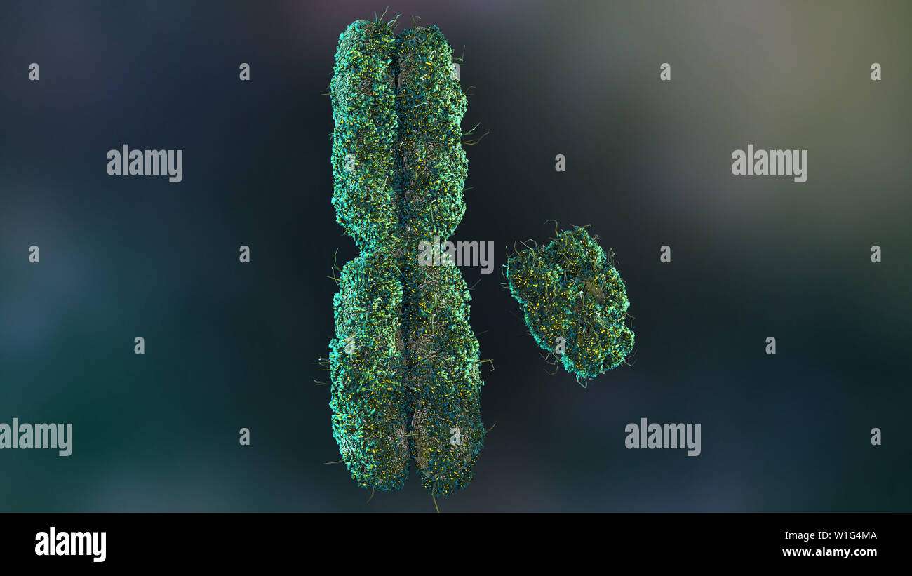 X and Y Chromosomes with Telomeres Stock Photo - Alamy