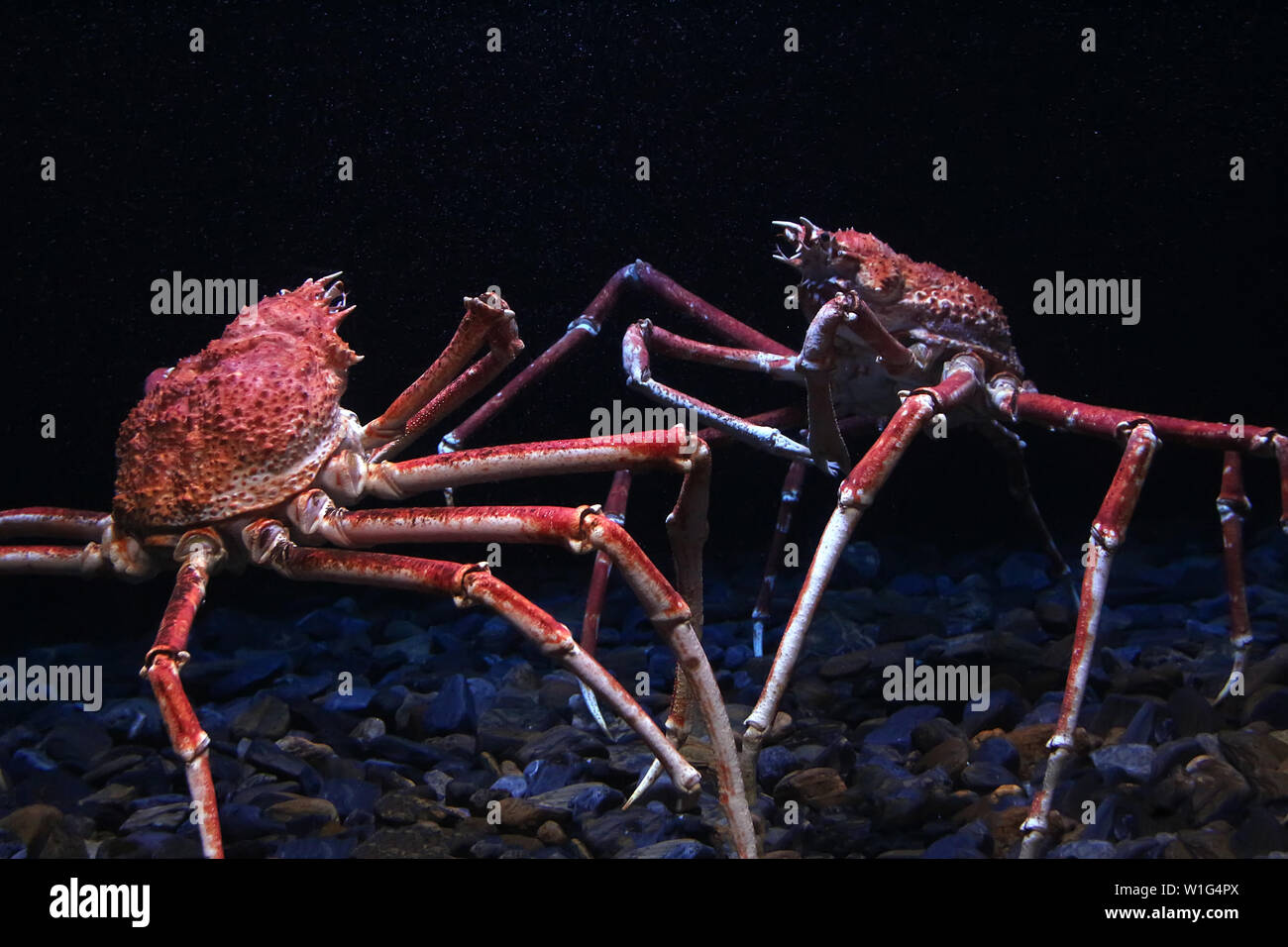 Japanese spider crab (Macrocheira kaempferi) on a aquarium. Stock Photo