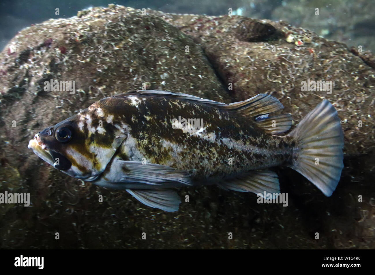 Close up view of the Brown rockfish (Sebastes auriculatus). Stock Photo