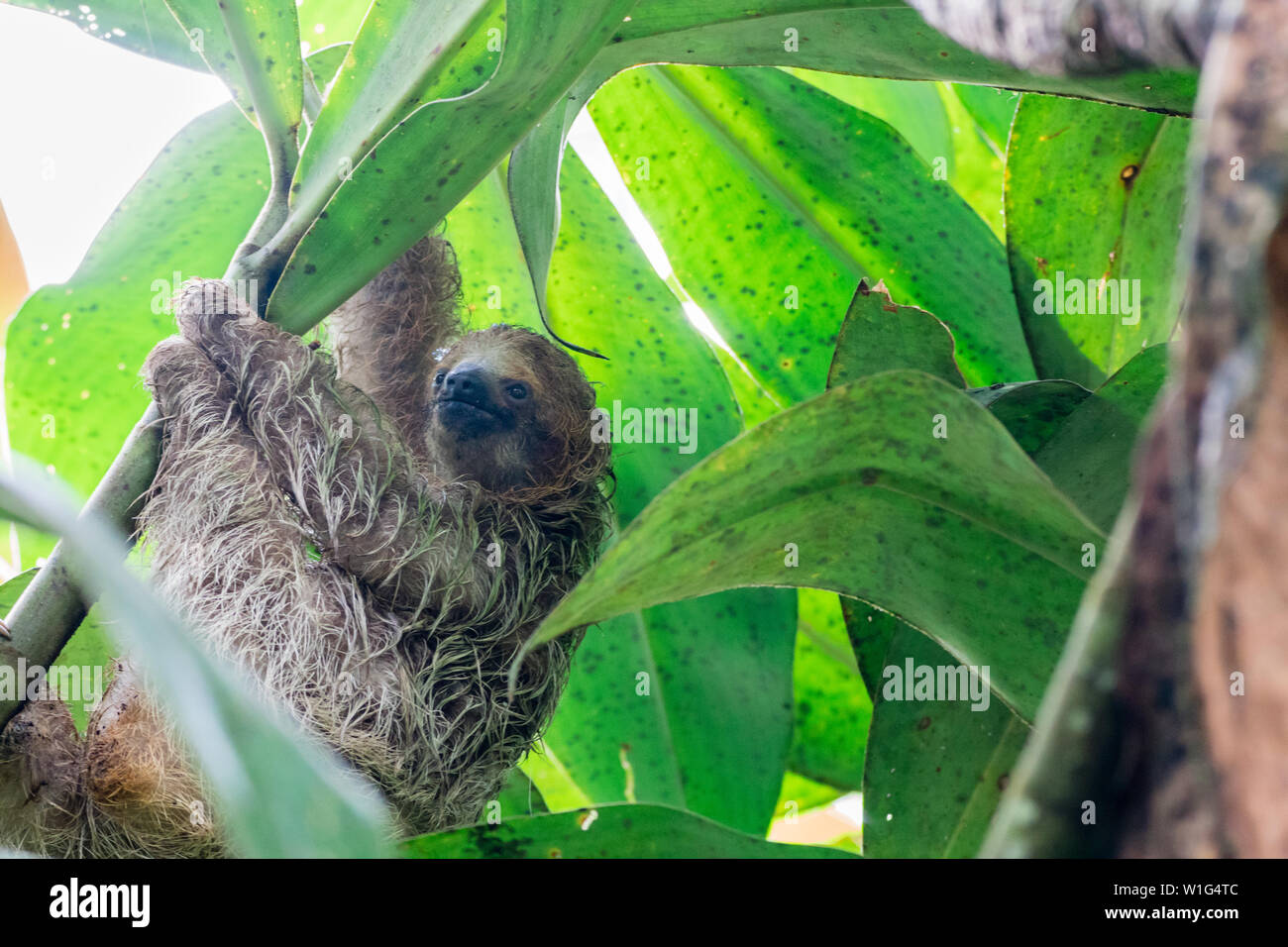 Baby three-toed sloth (Bradypus variegatus) climbing a tree in the Children's Eternal Rainforest in Costa Rica Stock Photo