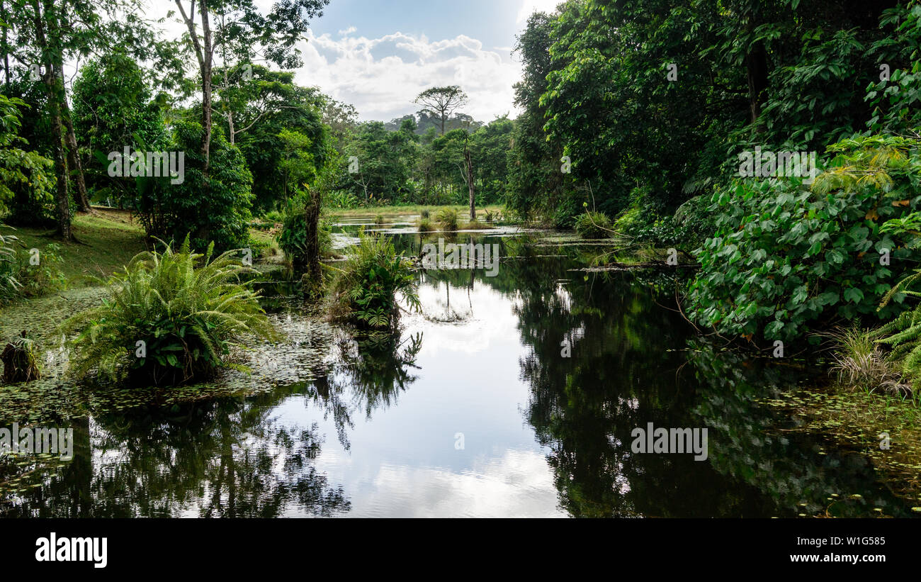 Lagoon in the rainforest in Maquenque, Costa Rica Stock Photo
