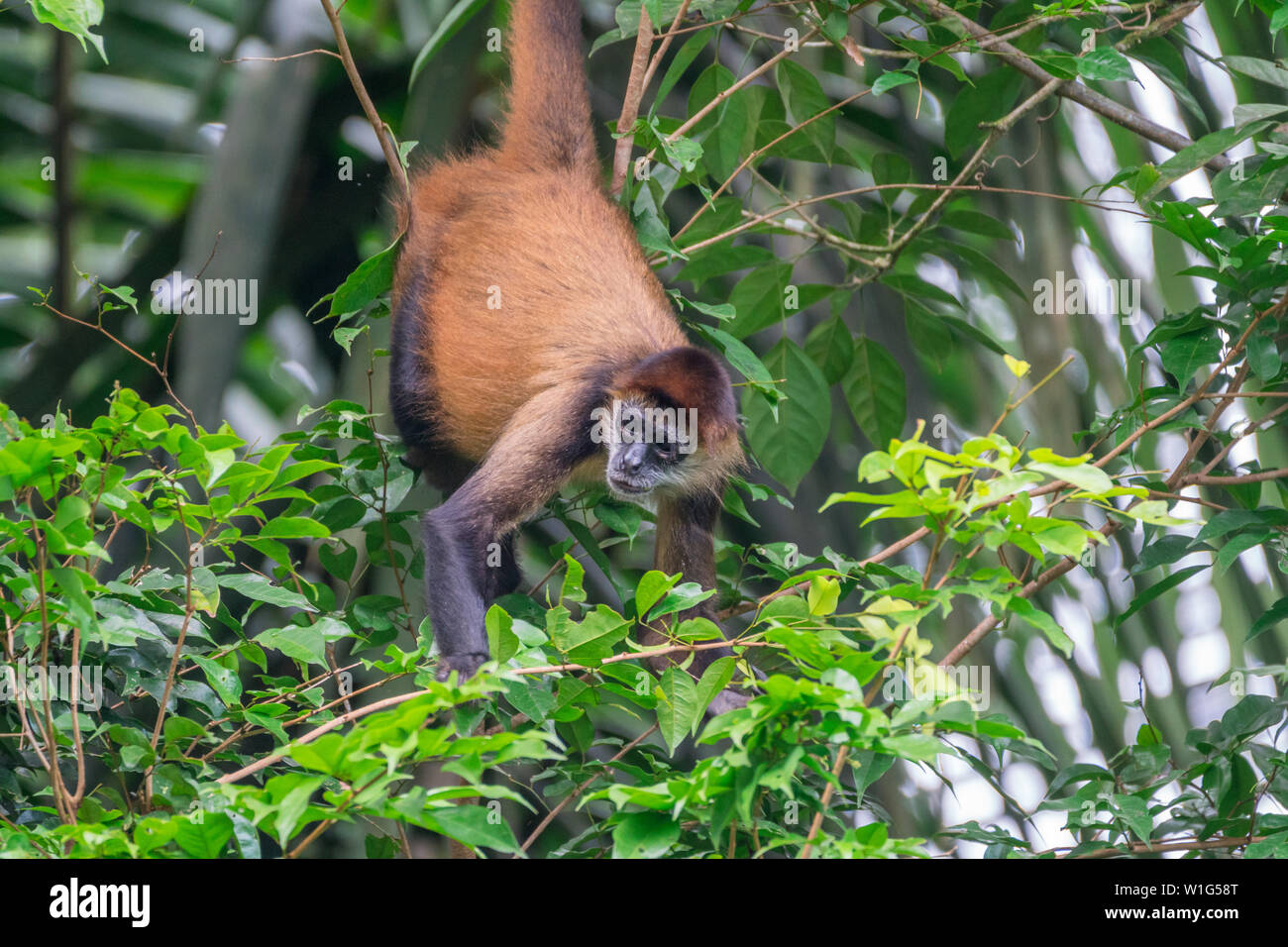 Geoffroy's spider monkey (Ateles geoffroyi) foraging in the forest canopy in Maquenque, Costa Rica Stock Photo