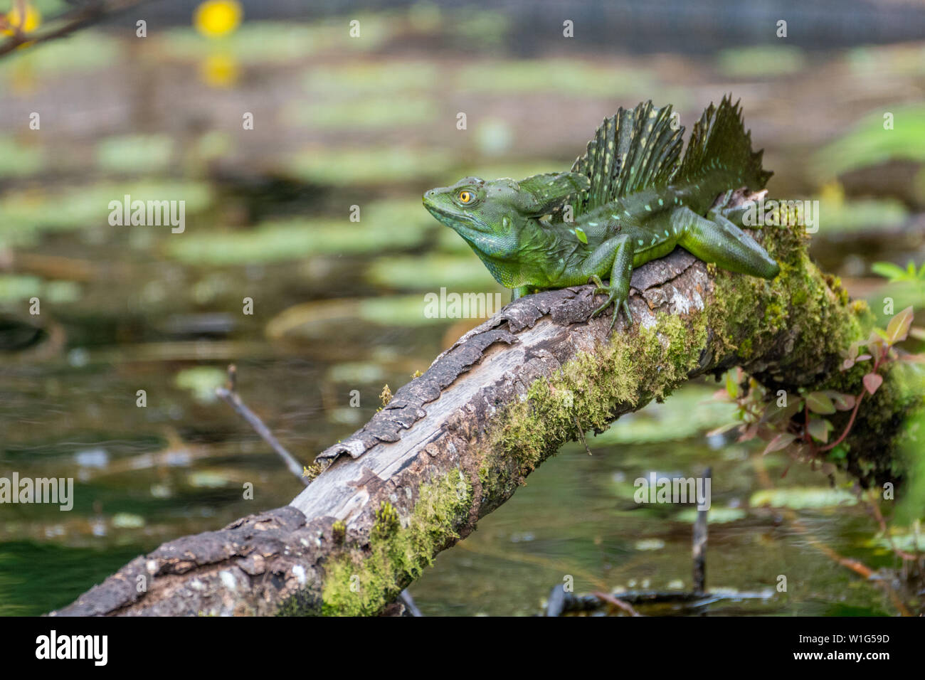 A male plumed basilisk, also known as green basilisk or Jesus Christ lizard, rests on a wooden log in Maquenque, Costa Rica. Stock Photo