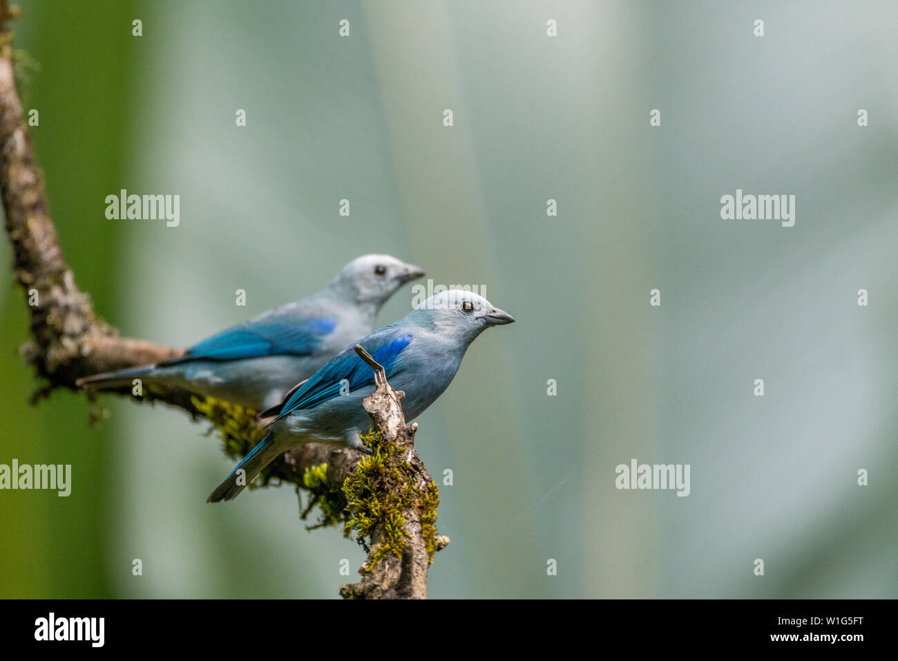 A pair of Blue-gray tanagers (Thraupis episcopus) perch on a branch in Maquenque, Costa Rica Stock Photo