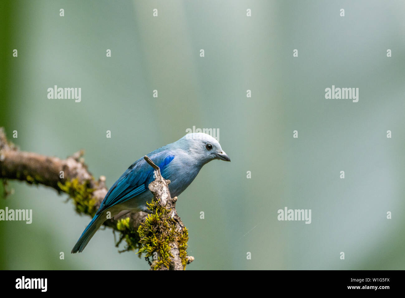 Blue-gray tanager (Thraupis episcopus) perches on a branch in Maquenque, Costa Rica Stock Photo