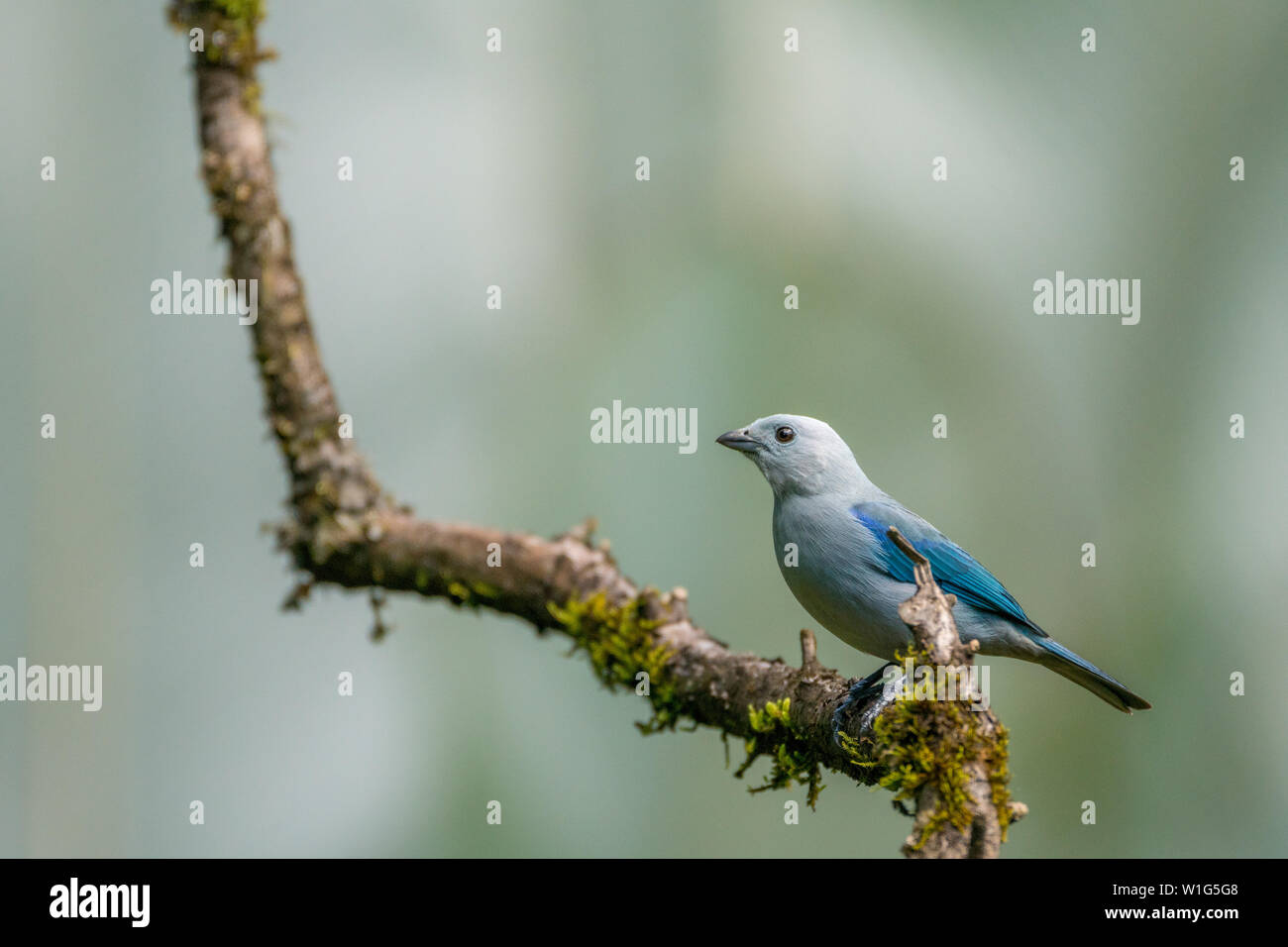 Blue-gray tanager (Thraupis episcopus) perches on a branch in Maquenque, Costa Rica Stock Photo