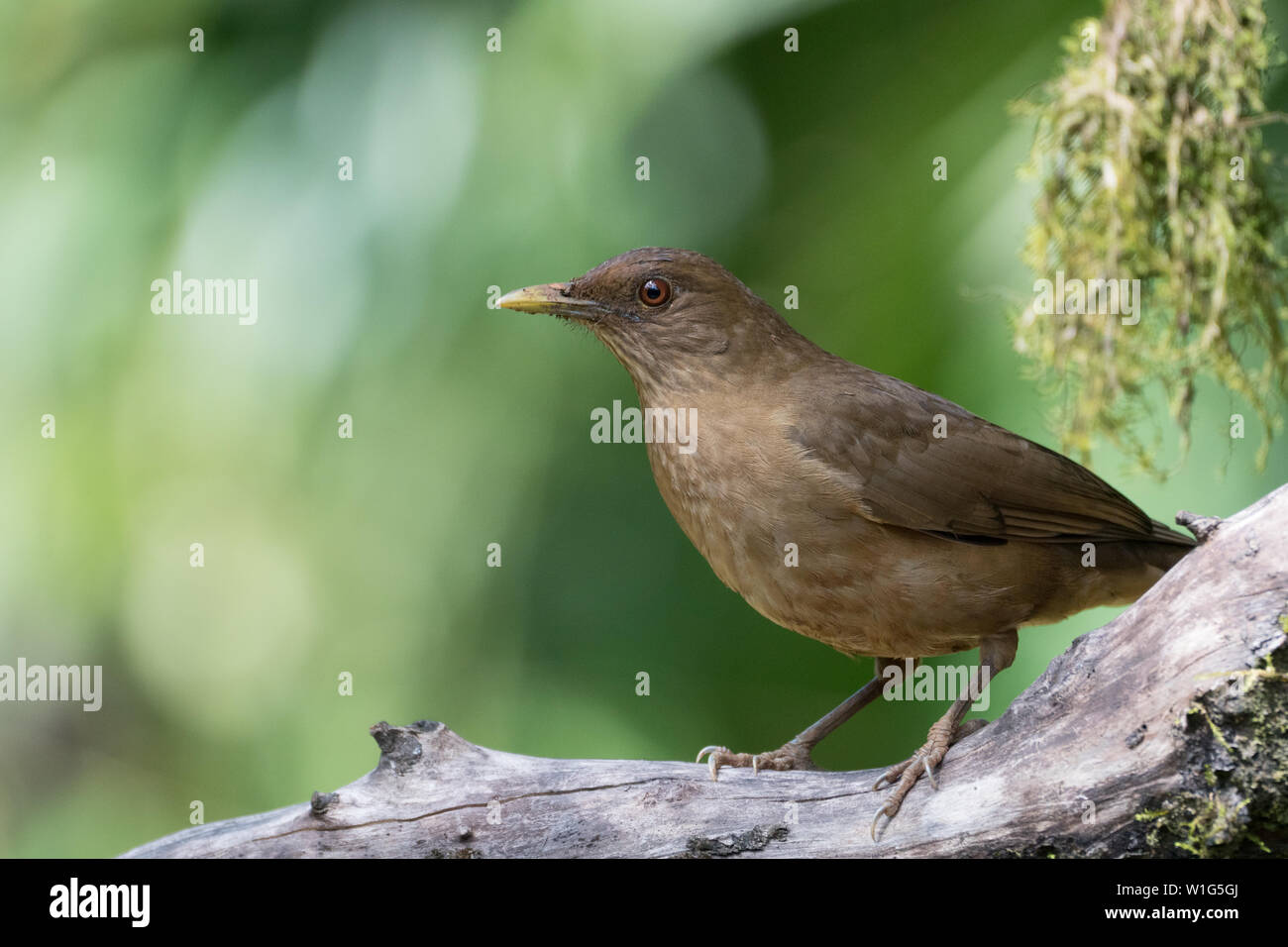 Clay-colored thrush (Turdus grayi) also known as clay-colored robin is the national bird of Costa Rica. Picture was taken in Maquenque, Costa Rica Stock Photo