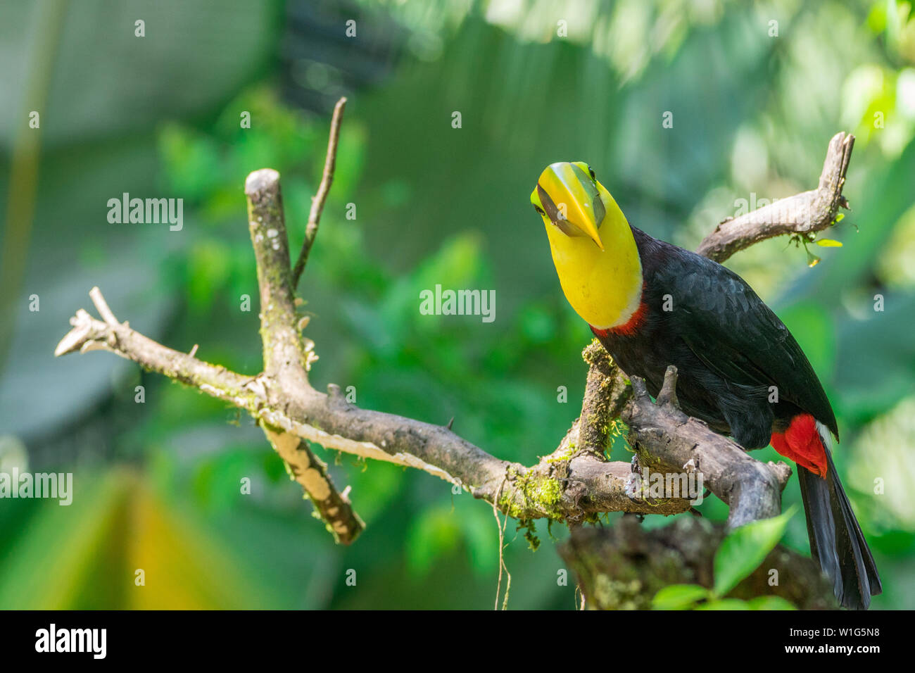 Yellow-throated toucan (Ramphastos ambiguus), also known as black-mandibled or chestnut-mandibled toucan, perching on a tree in Maquenque, Costa Rica Stock Photo
