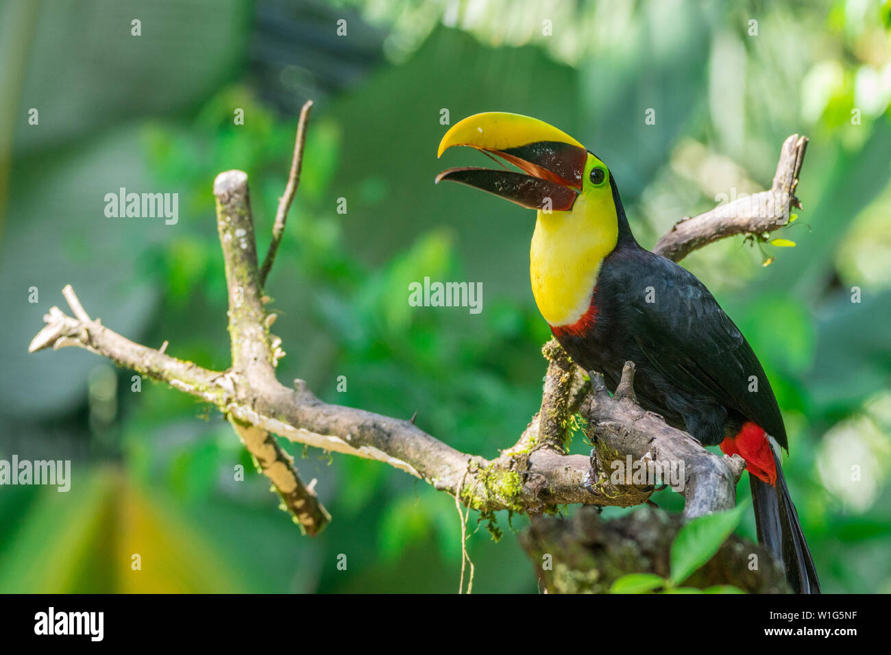 Yellow-throated toucan (Ramphastos ambiguus), also known as black-mandibled or chestnut-mandibled toucan, perching on a tree in Maquenque, Costa Rica Stock Photo