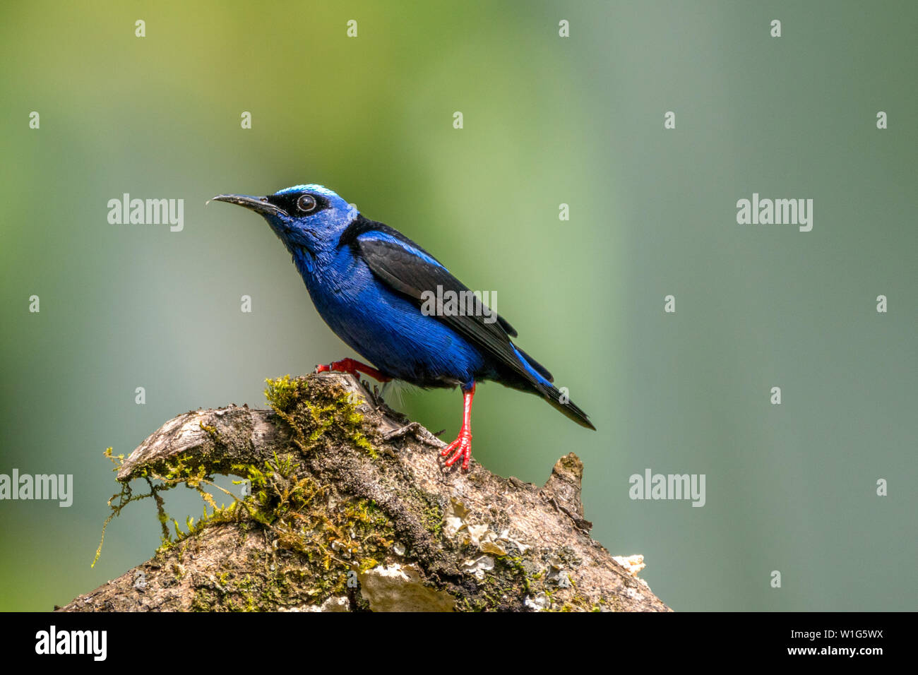 Male red-legged honeycreeper (Cyanerpes cyaneus) perching on a tree branch in Maquenque, Costa Rica Stock Photo
