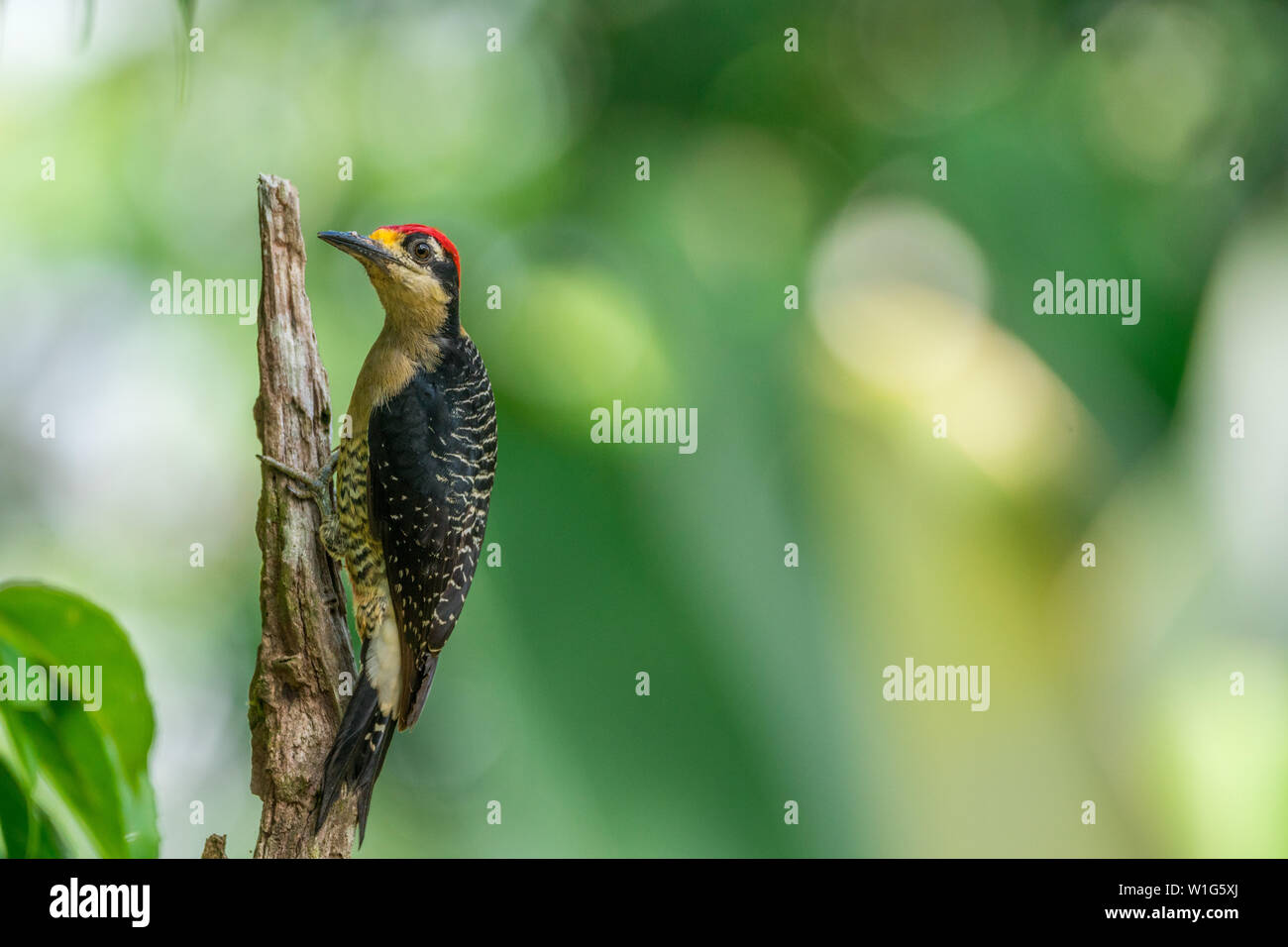 Black-cheeked woodpecker in Costa Rica, Maquenque. Stock Photo