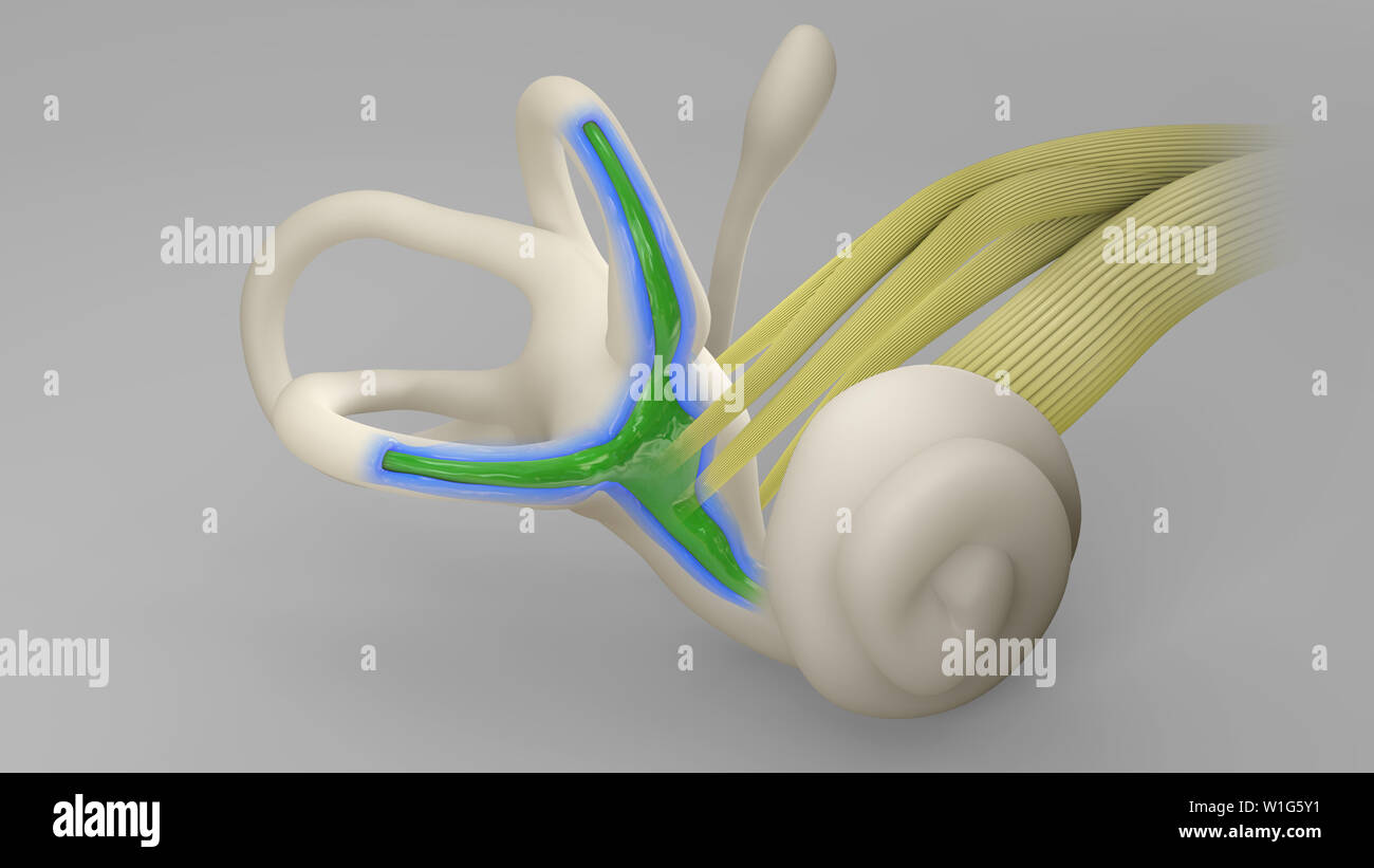 Inner Ear Labyrinth Stock Photo Alamy