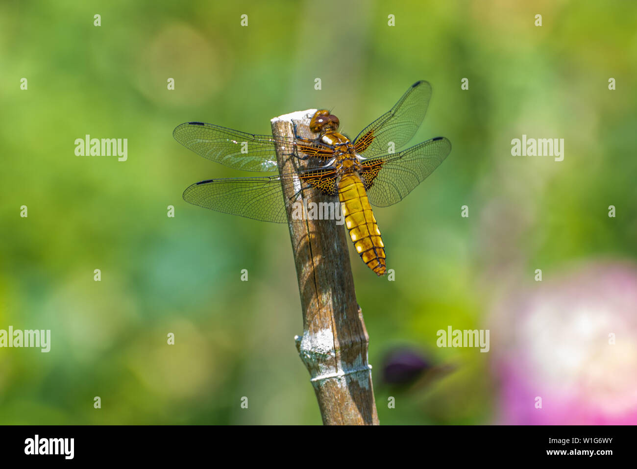 A female broad-bodied chaser dragonfly (Libellula depressa), Upper Wield, Hampshire, UK Stock Photo