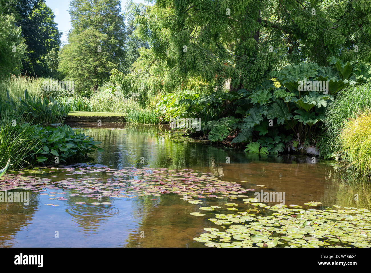 Pond at the Beth Chatto garden, Elmstead, Colchester, Suffolk, UK Stock Photo