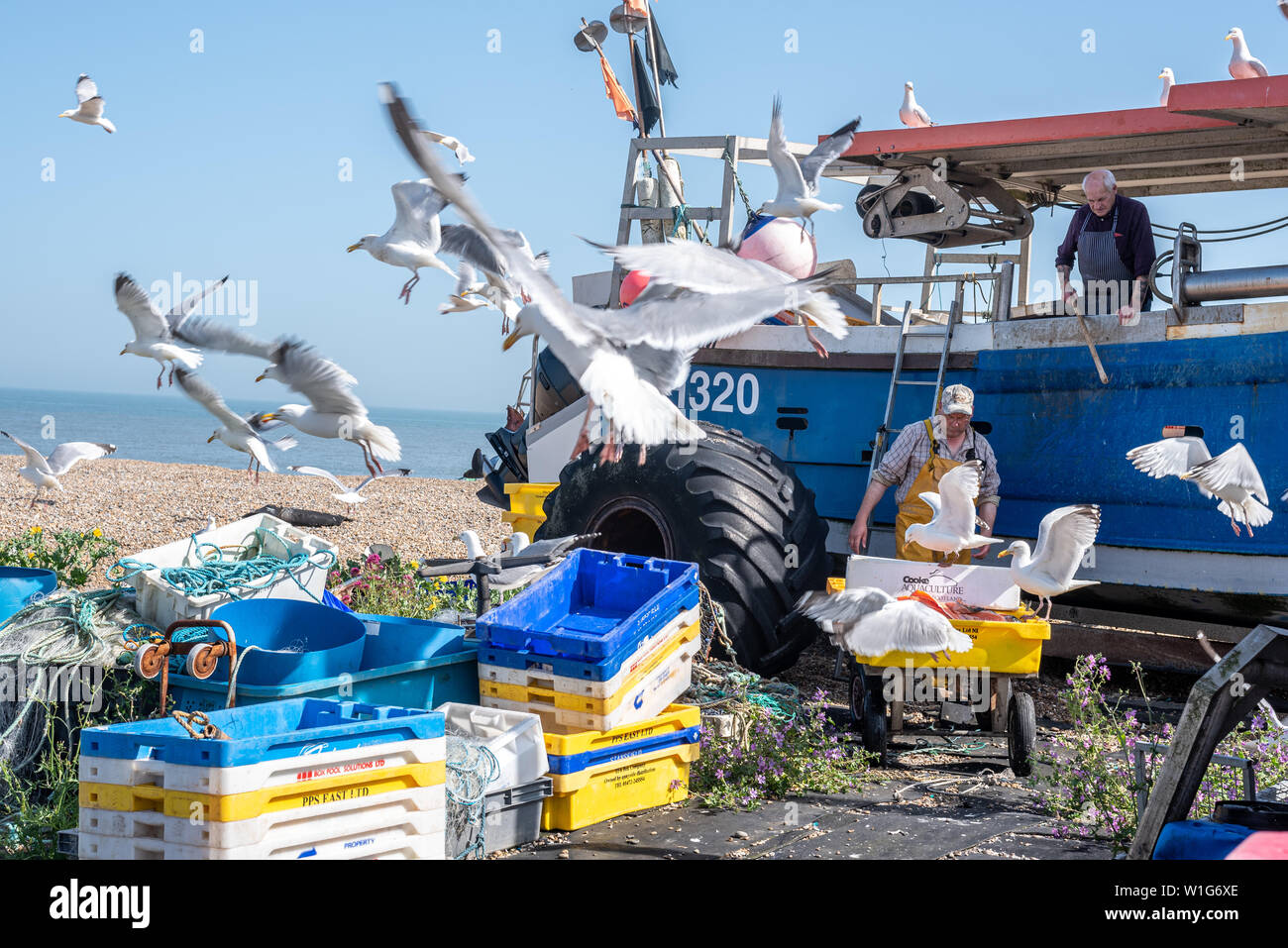 Seagulls mob fishermen on the beach, Aldeburgh, Suffolk, UK Stock Photo