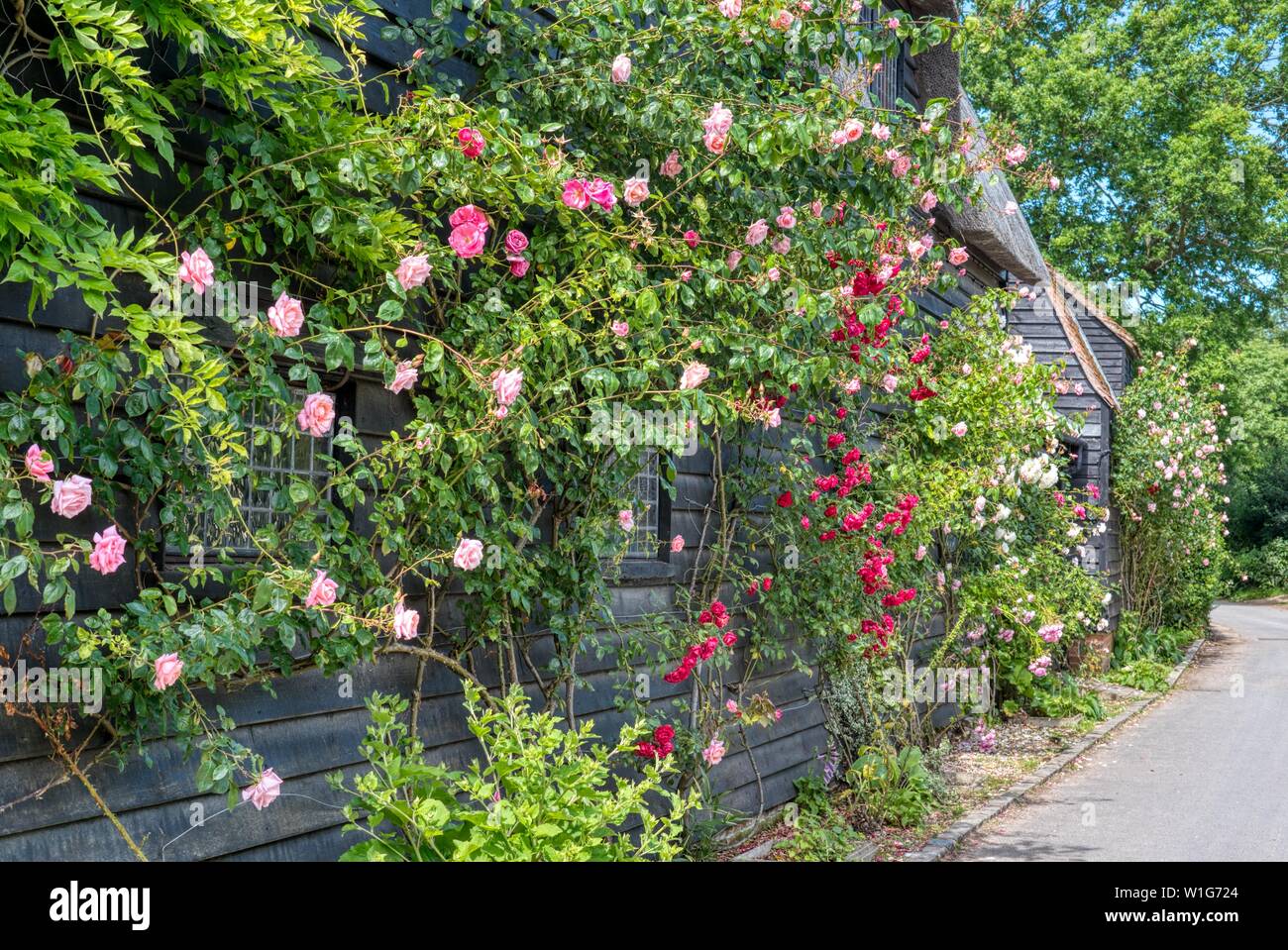 English Home Roses Door High Resolution Stock Photography and Images - Alamy