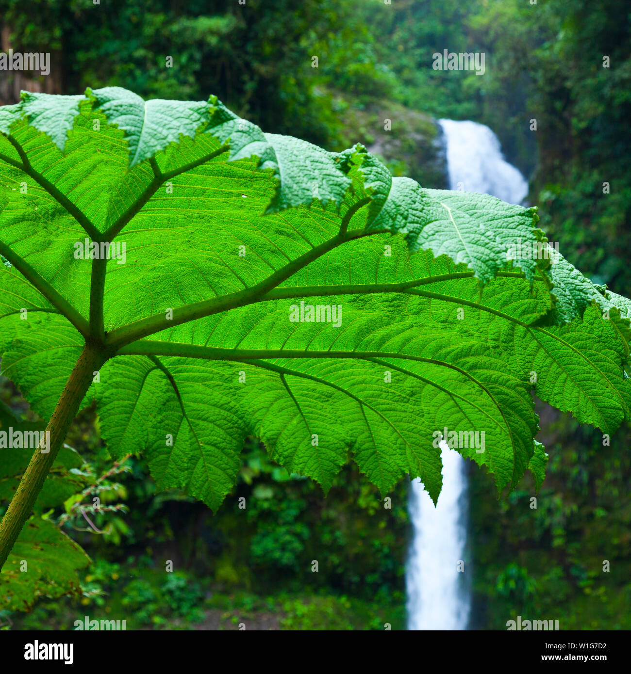 Giant Rhubarb, La Paz Waterfall, La Paz River, The Highlands, Sarapiqui Region, Costa Rica, Central America, America Stock Photo