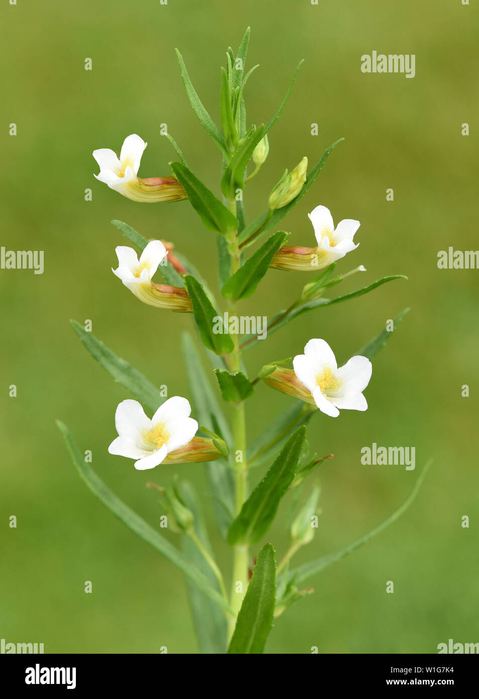 Gottes-Gnadenkraut, Gratiola, Officinalis Stock Photo