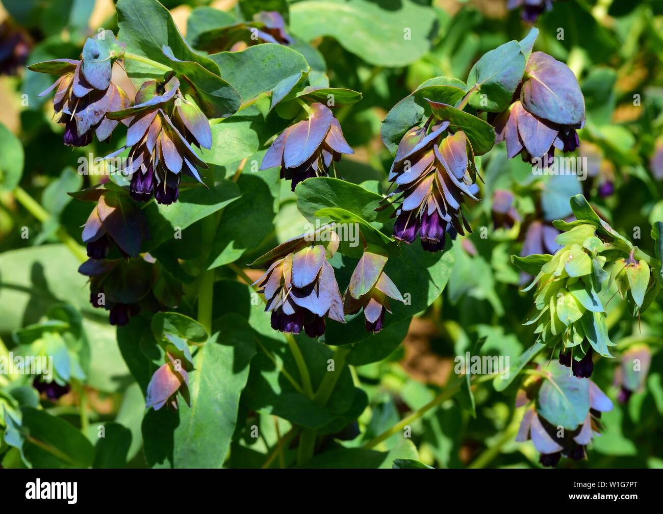Cerinthe major purpurascens. Stock Photo