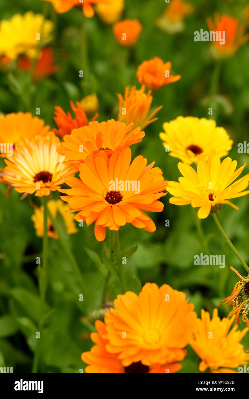 Ringelblume, Calendula, Officinalis Stock Photo Alamy