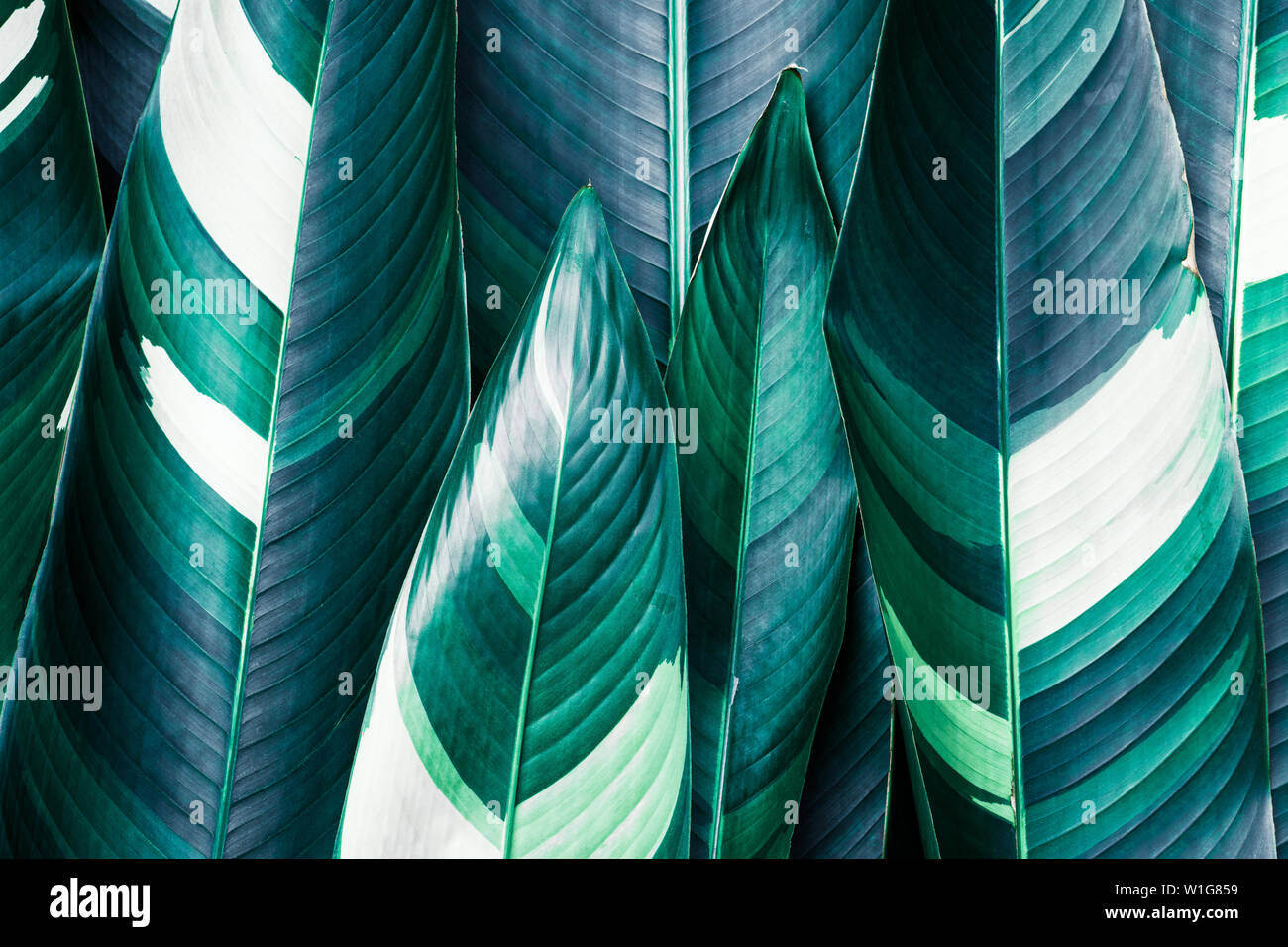 Heliconia variegated foliage, Exotic tropical leaf texture, dark green foliage nature background Stock Photo