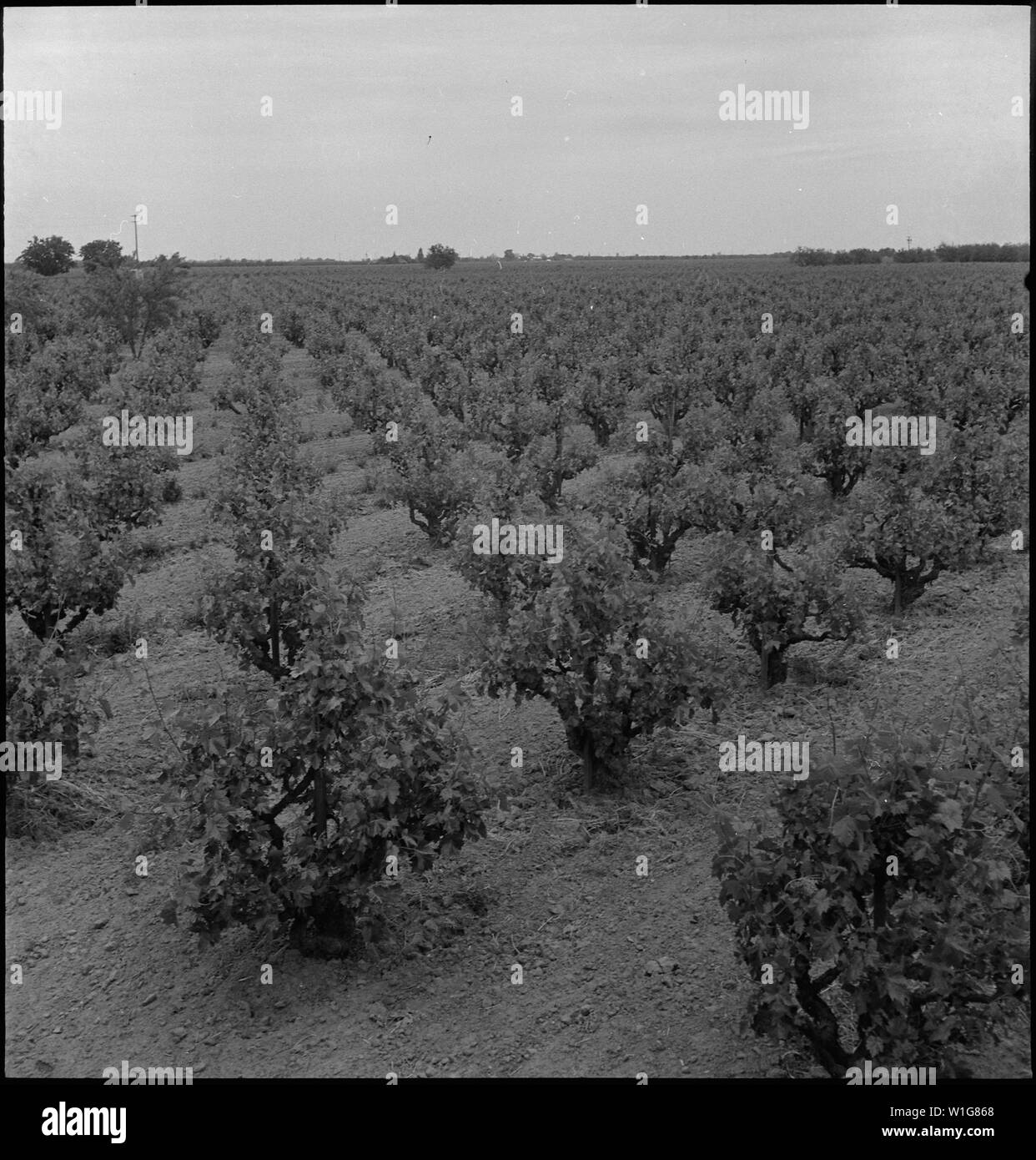 Lodi, California. The scene in this vineyard was taken three days prior to evacuation of residents . . .; Scope and content:  The full caption for this photograph reads: Lodi, California. The scene in this vineyard was taken three days prior to evacuation of residents of Japanese ancestry. Stock Photo