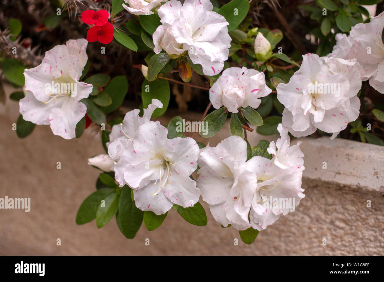 Four O Clock Flower High Resolution Stock Photography And Images Alamy Four O Clock Flower High Resolution Stock Photography And Images Alamy