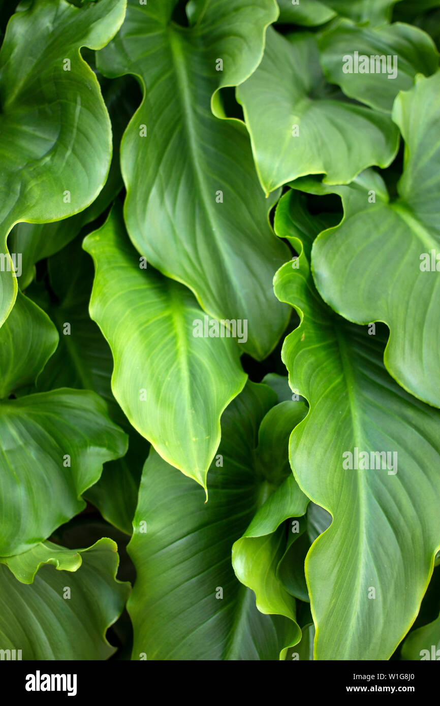 Calla lily leaf deals