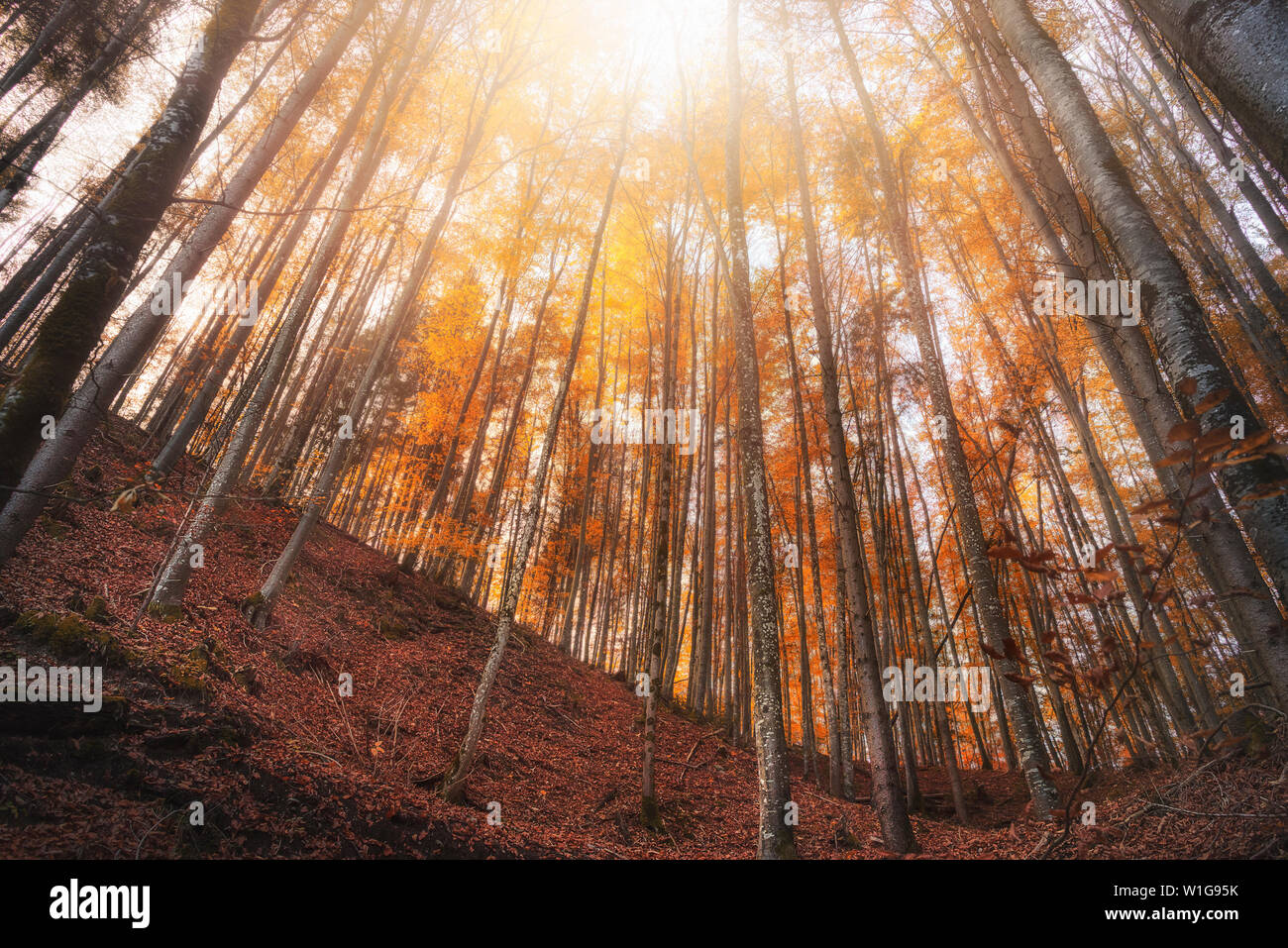 Autumn forest background. Forest landscape with the trees in the golden colors of fall. Sunny day of autumn in the woods, near Fussen, Germany. Stock Photo