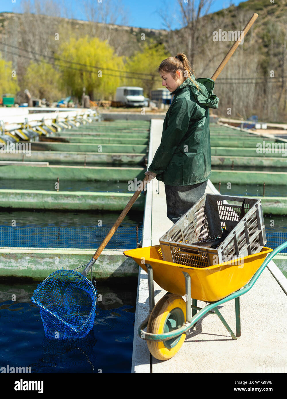 Young female worker catching fish with hoop net from reservoir on trout ...
