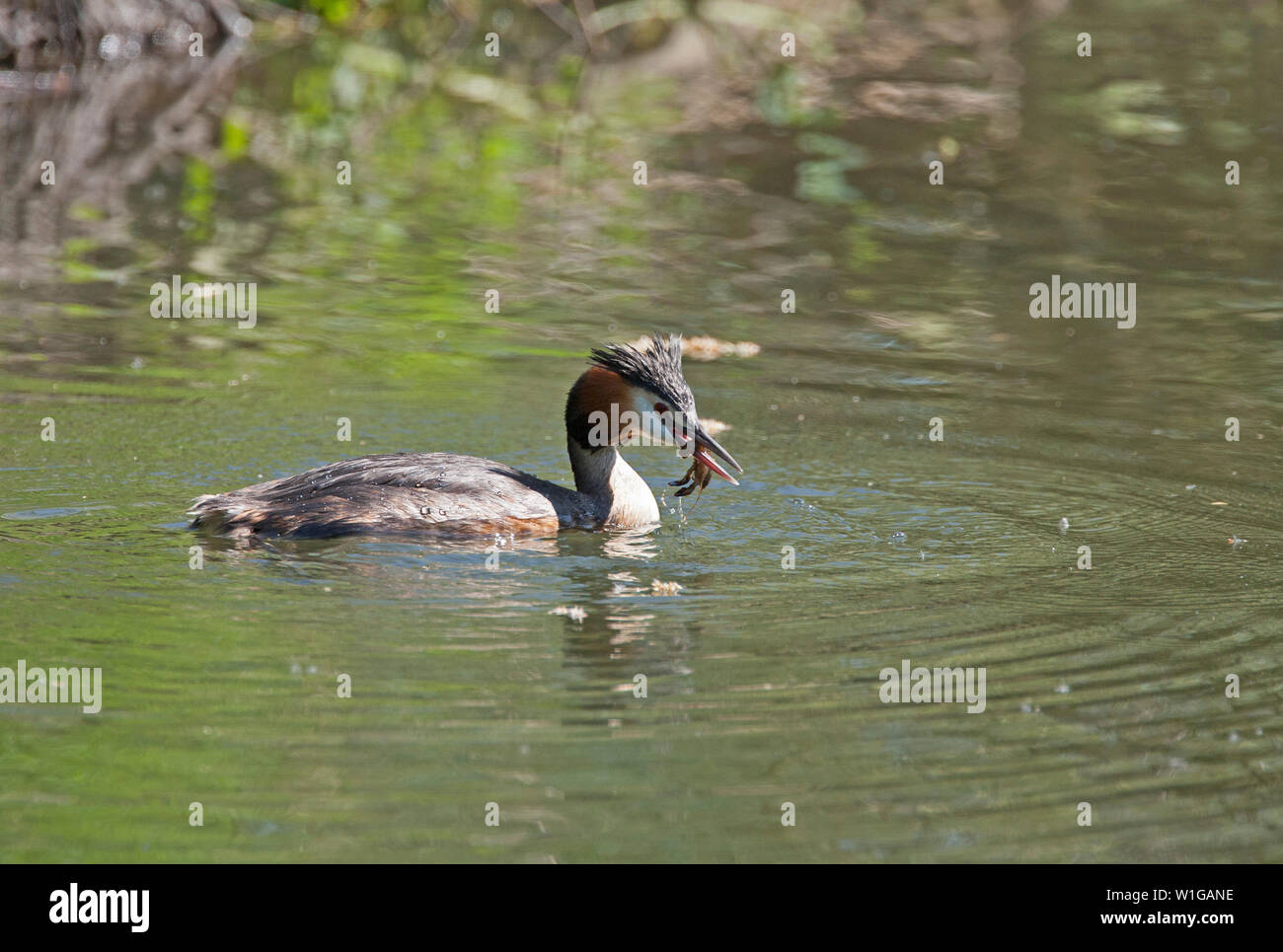 Great-crested Grebe, Podiceps cristatus, single adult holding prey, a crayfish, in bill.  Taken May. Lea Valley, Essex, UK. Stock Photo