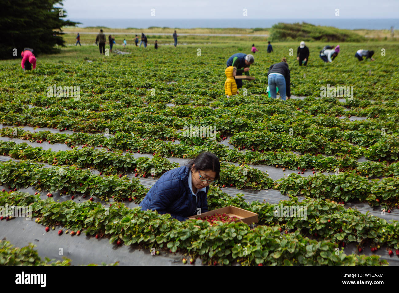 People collecting their own organic Strawberries Swanton Berry Farm