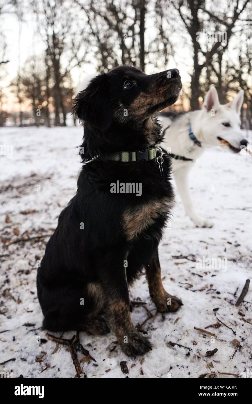 A Black Cute Companion Dog Looking Up To Its Owner With A Czechoslovakian Wolfdog In The Background In A Snowy Forest Stock Photo Alamy