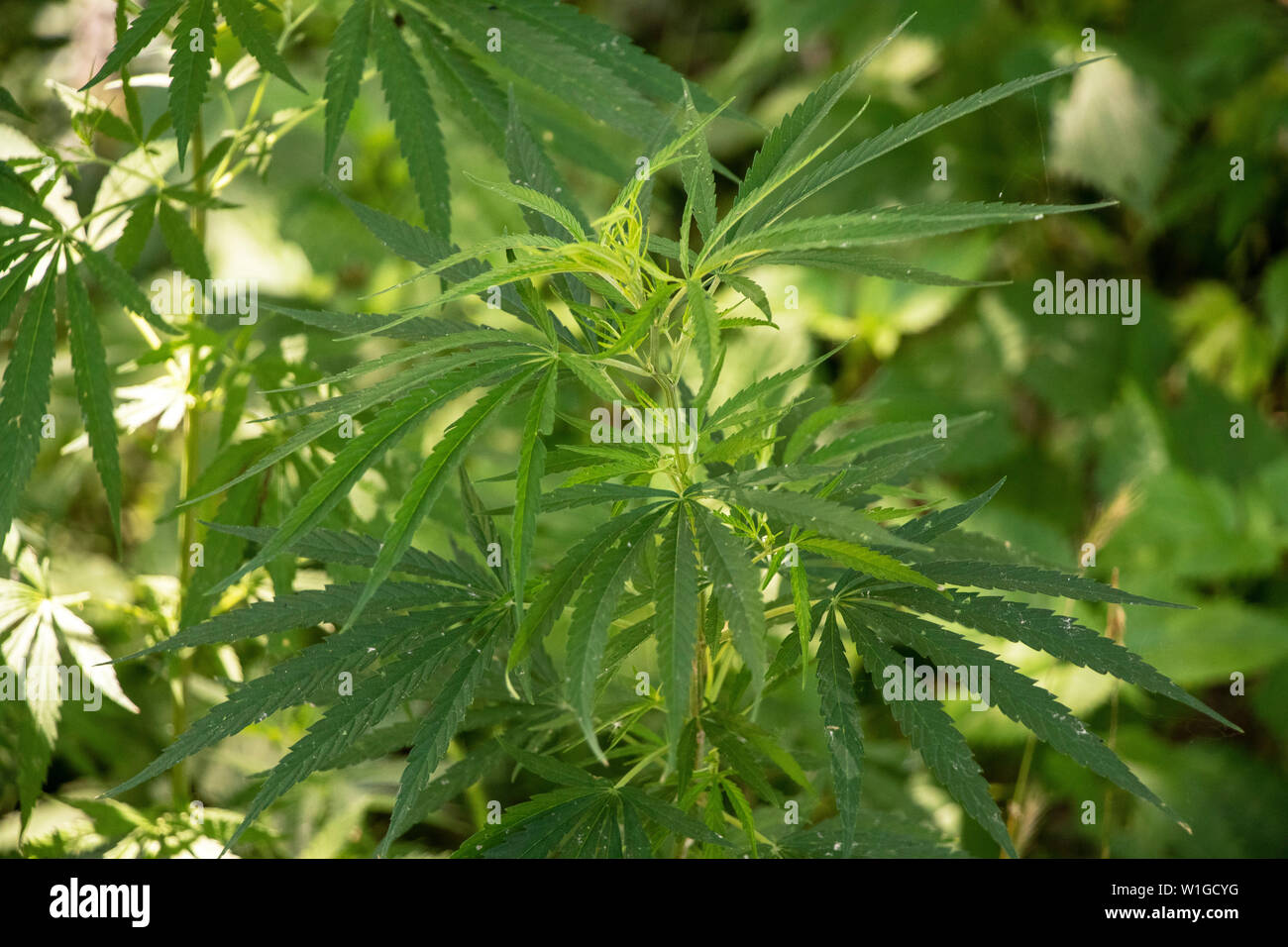 Wild Hemp Plant Stock Photo