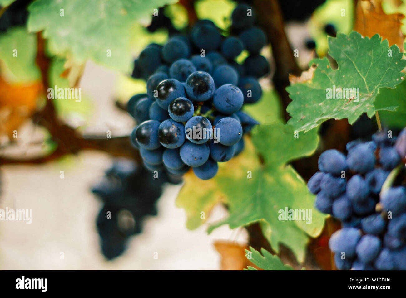 Bunch of blue juicy grapes on the background of green leaves of the vineyard. Crimean vineyards. Stock Photo