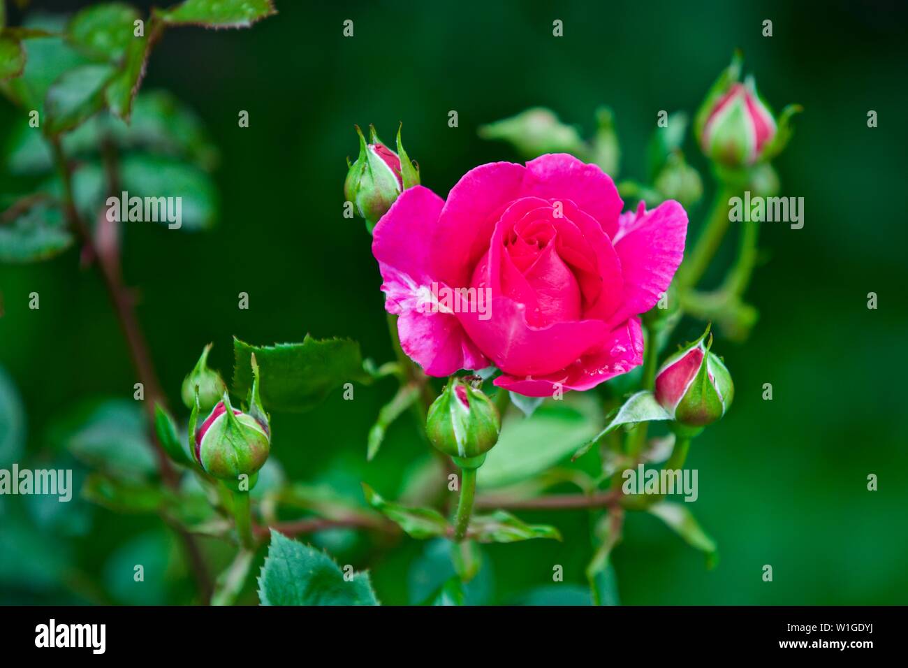 Beautiful blooming pink rose hi-res stock photography and images - Alamy