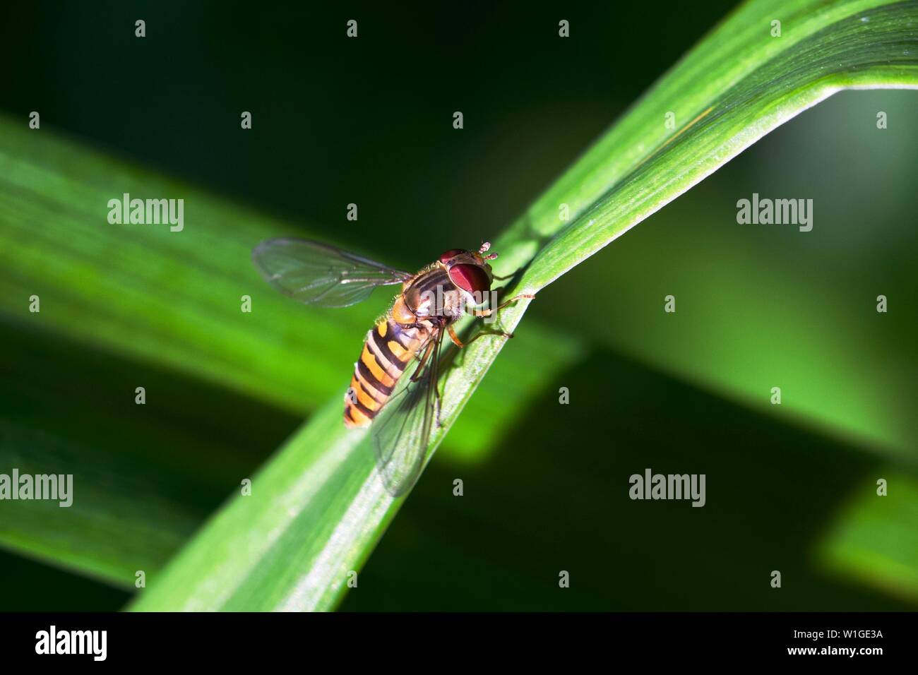 Diptera Two Wings High Resolution Stock Photography and Images - Alamy