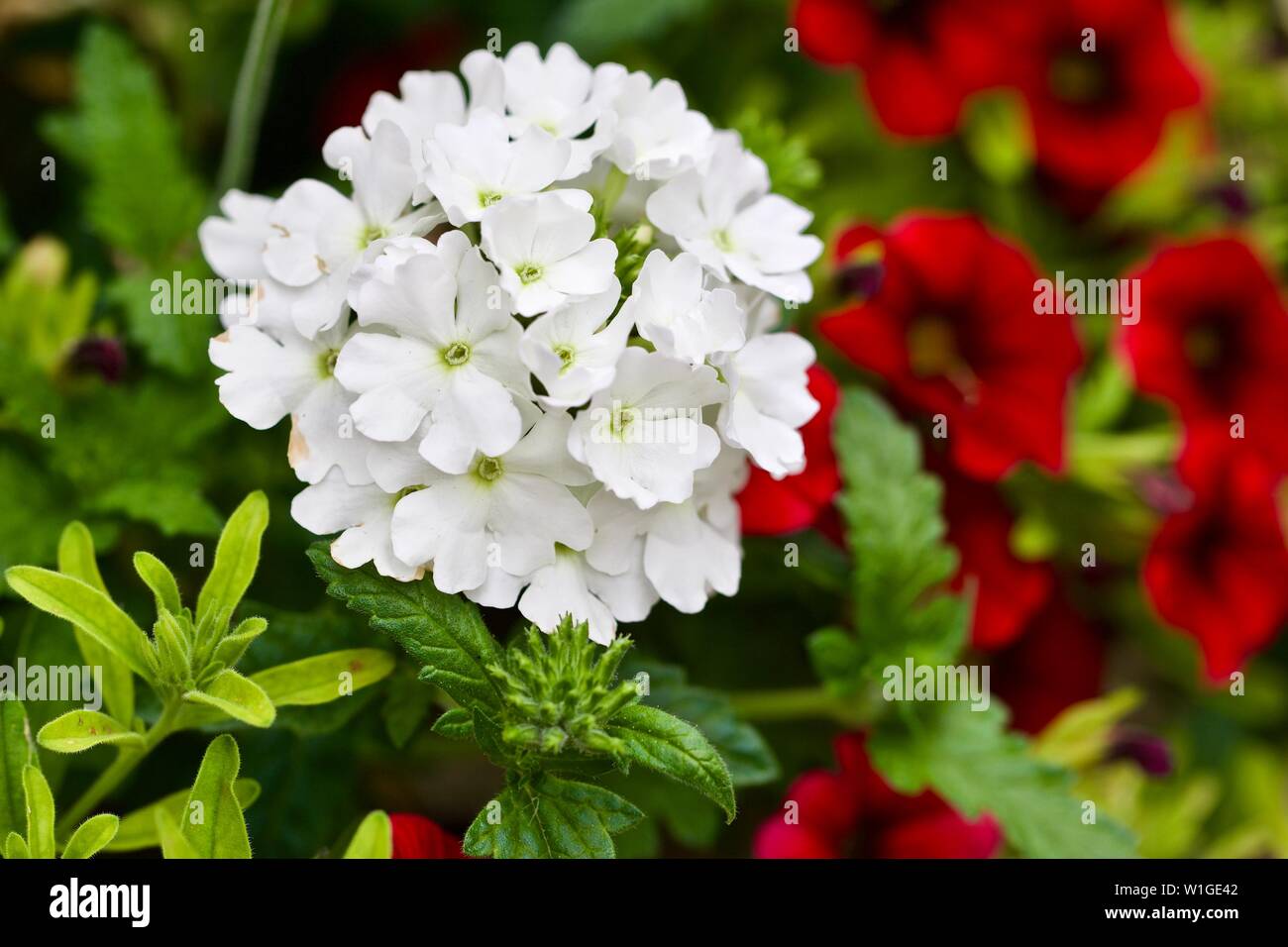 Verbena Lanai ‘White’ with calibrachoa Million Bells in the background Stock Photo