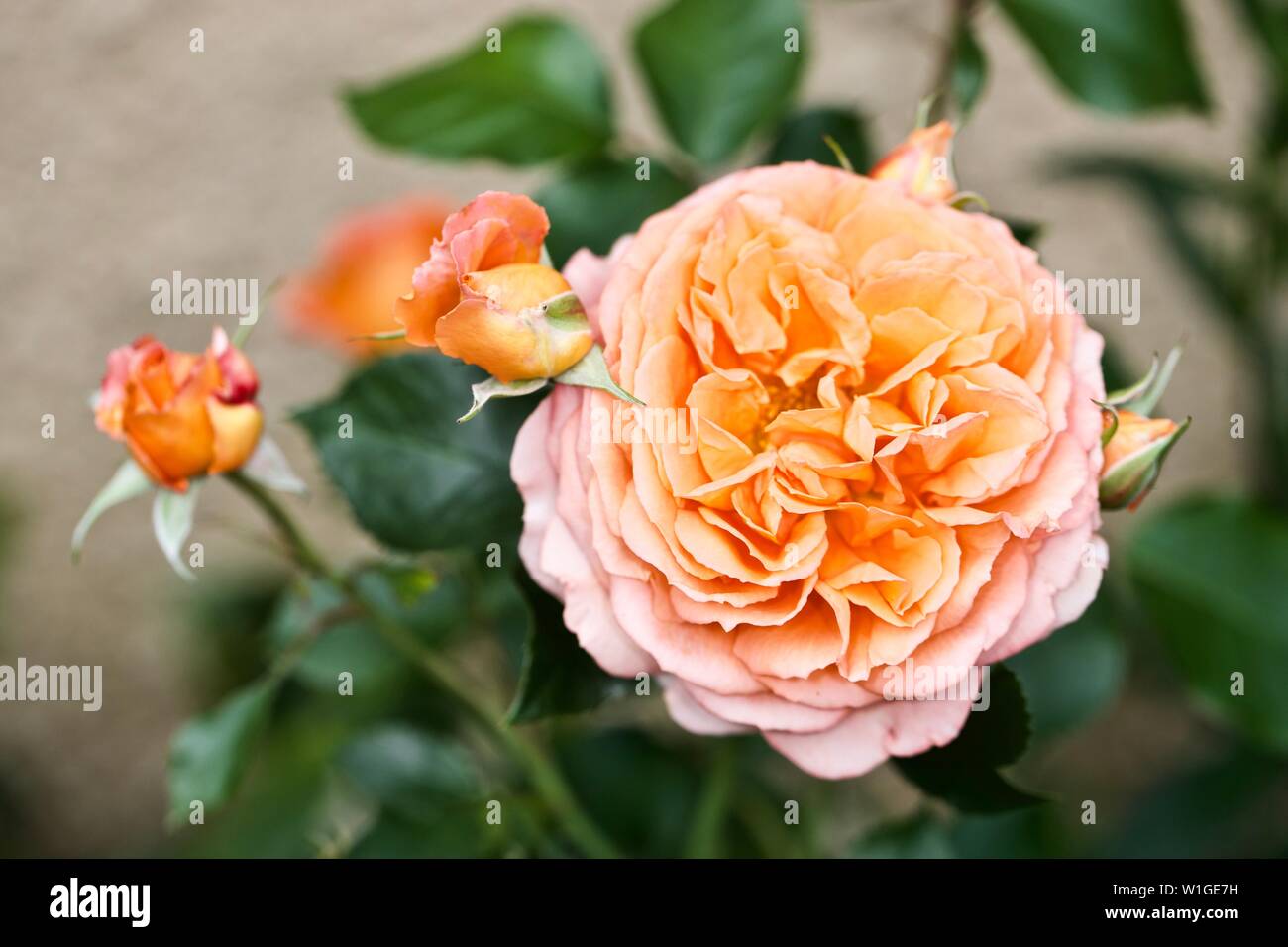 Rosa ‘Orange’ Meilove Stock Photo