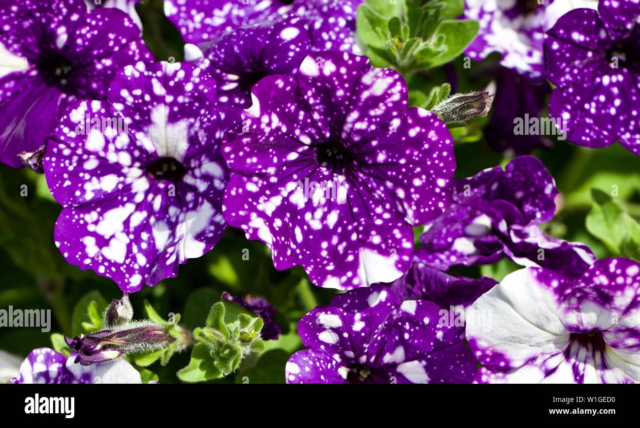 Petunia night sky hi-res stock photography and images - Alamy