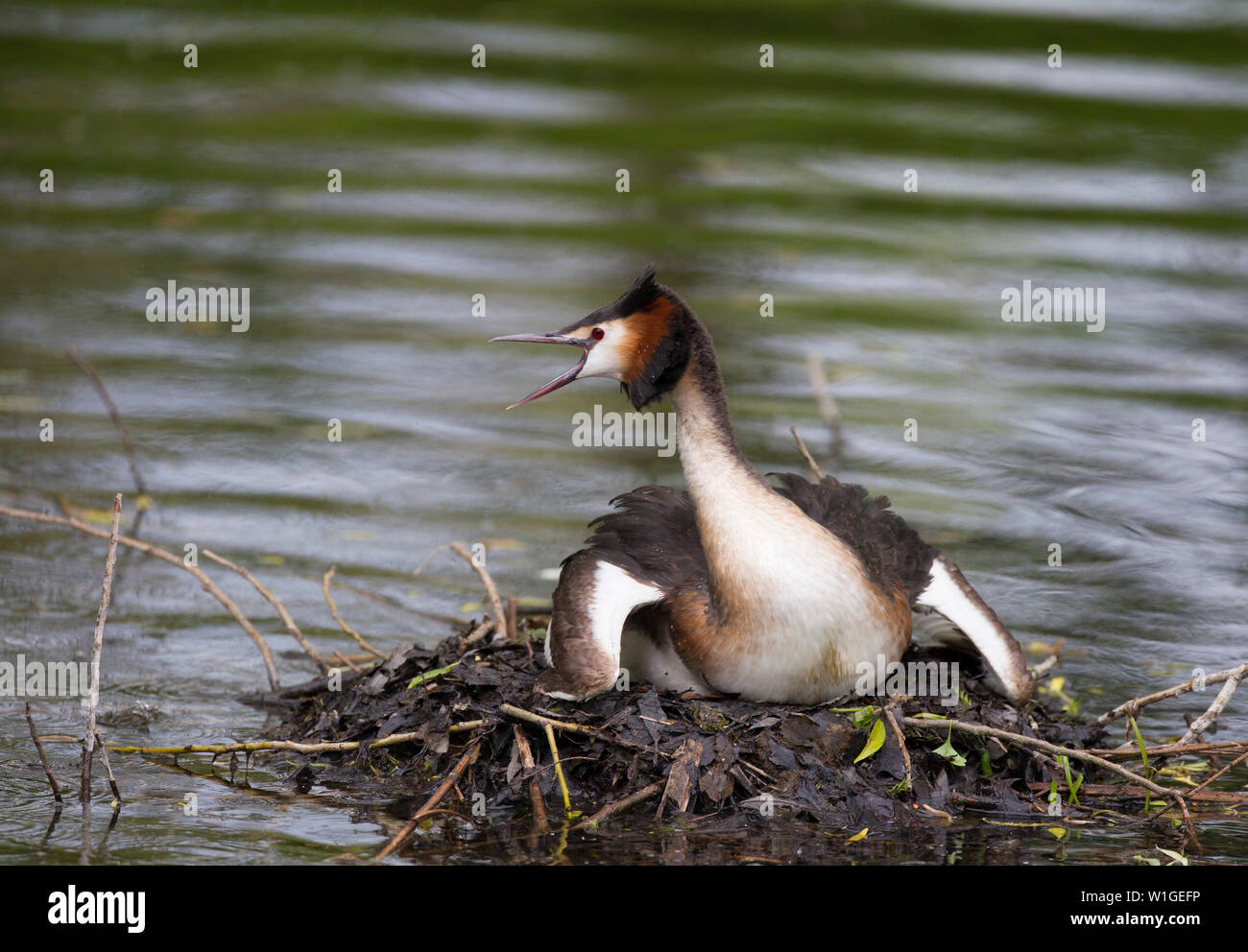 Great-crested Grebe, Podiceps cristatus, single adult sitting on nest and giving warning call.  Lea Valley, Essex, UK. Stock Photo