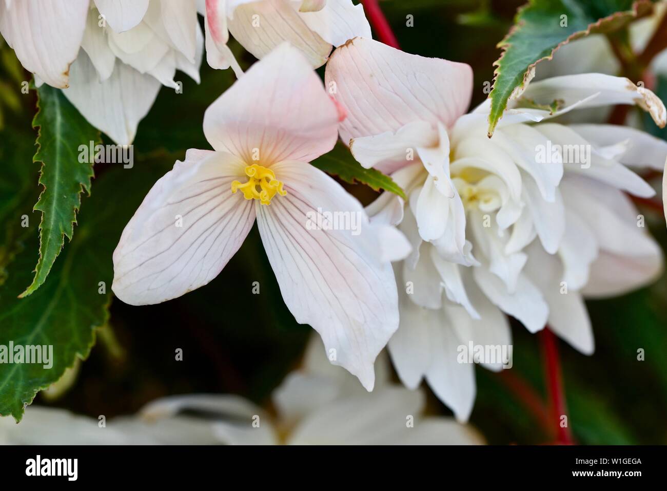 Trailing Tuberous Begonias Stock Photo