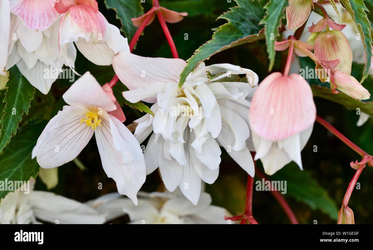 Trailing Tuberous Begonias Stock Photo