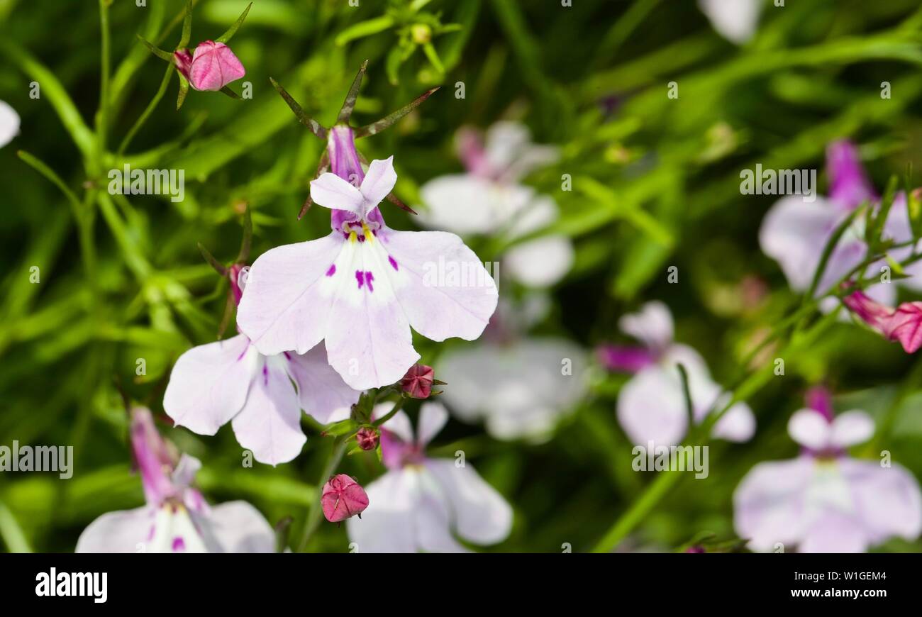 Lobelia pendula Cascade Lilac Stock Photo