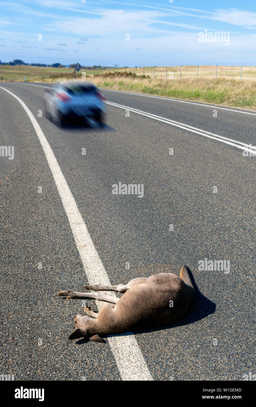 Dead kangaroo by the side of the road with a speeding car in the background, New South Wales, Australia Stock Photo