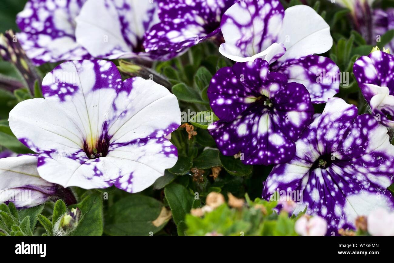 Starry night petunias hires stock photography and images Alamy