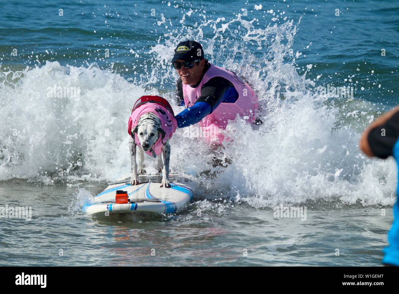 Dalmatian Dog surfing in a dog surfing competition in Huntington Beach, California Stock Photo