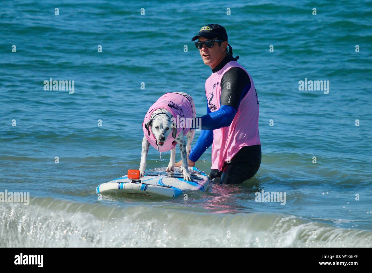 Dalmatian Dog surfing in a dog surfing competition in Huntington Beach, California Stock Photo