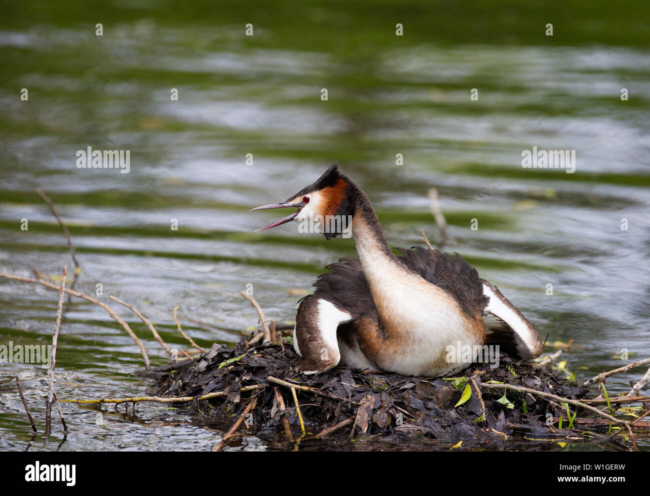 Great-crested Grebe, Podiceps cristatus, single adult sitting on nest and giving warning call.  Lea Valley, Essex, UK. Stock Photo