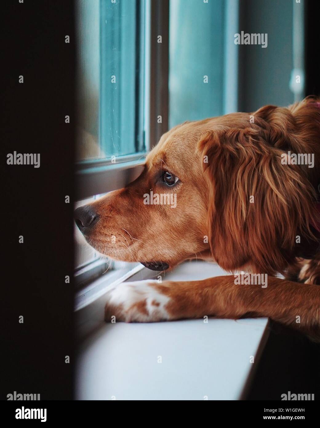 Domesticated upset Golden Retriever looking out a window and missing his owner Stock Photo